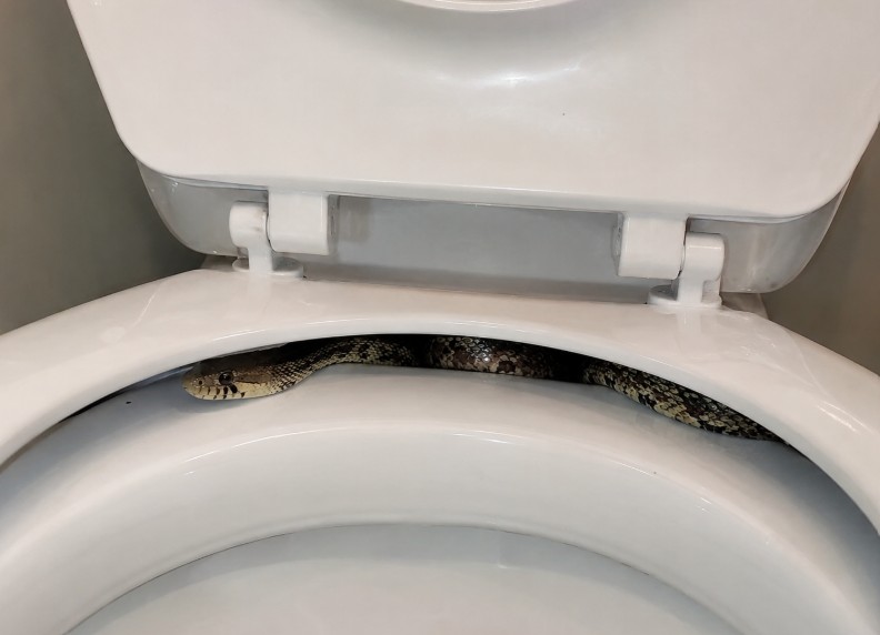 Woman Gets the Shock of Her Life After Finding Snake Hiding Under Toilet Seat