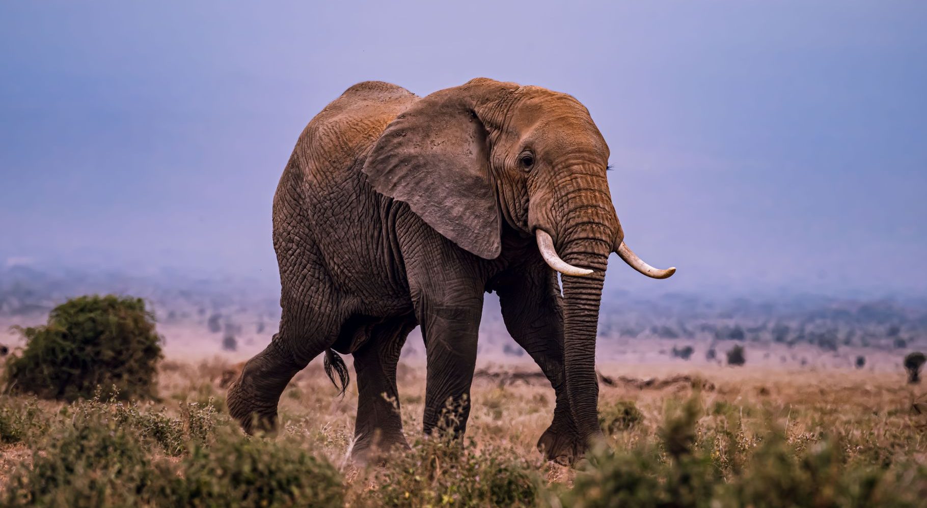 african elephant in natural habitat