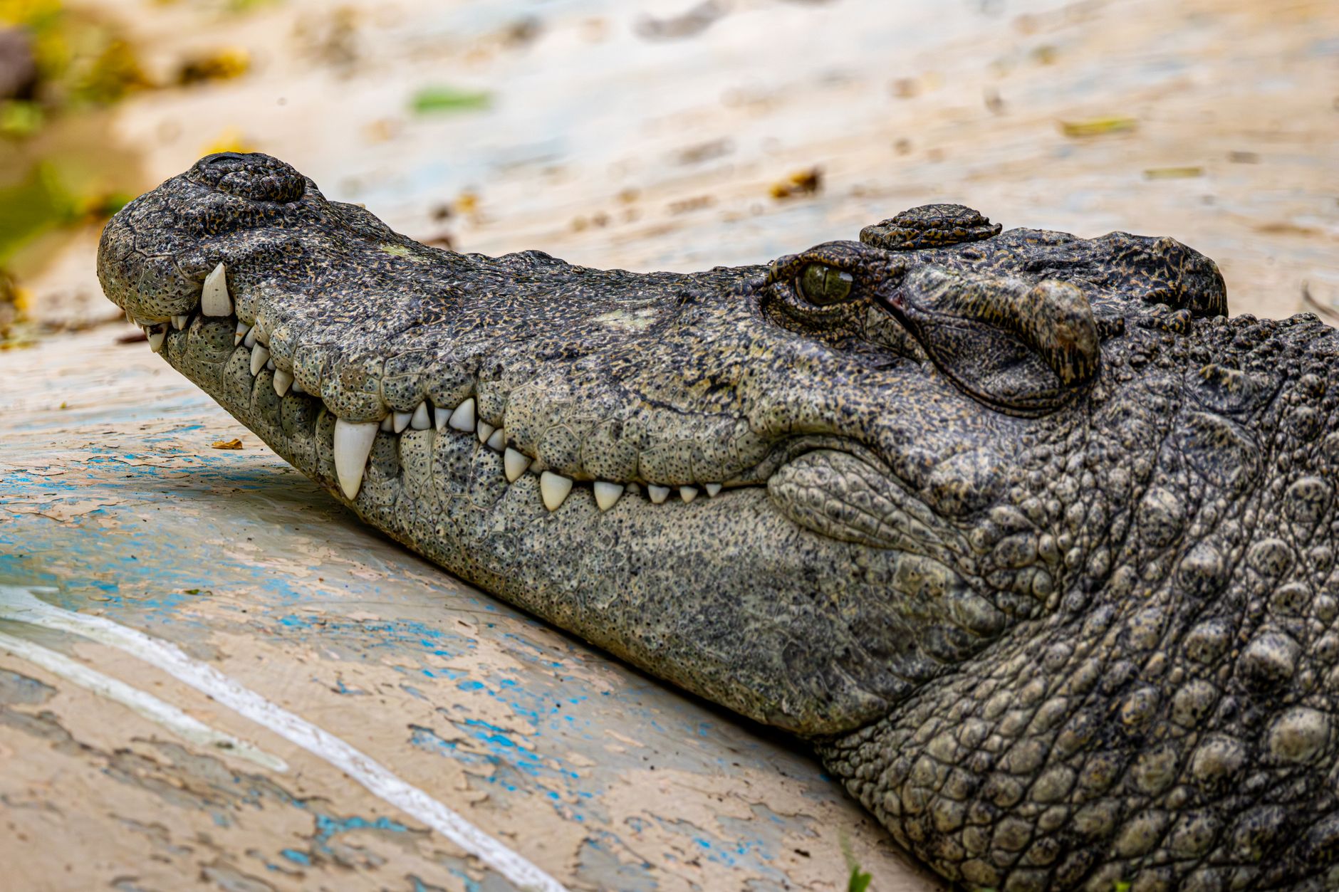 close up of a resting crocodile with textured skin