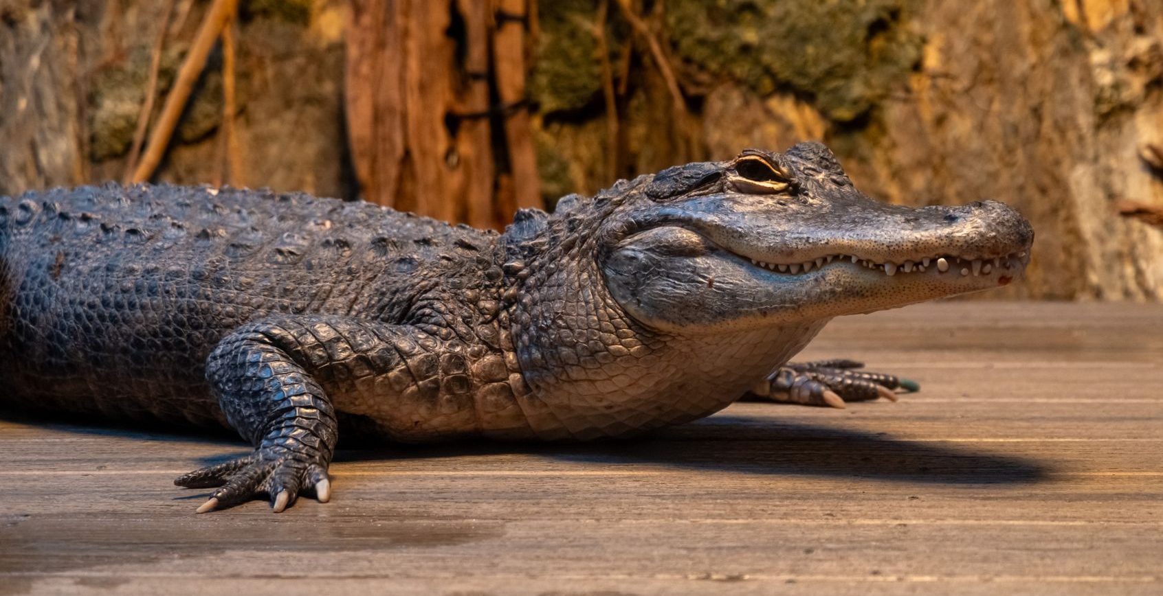 american alligator on wooden surface