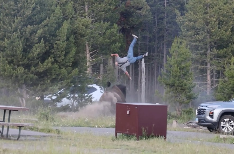 Bull Bison Tosses Yellowstone Tourist into the Air Like a Ragdoll in Shocking Attack (Video)