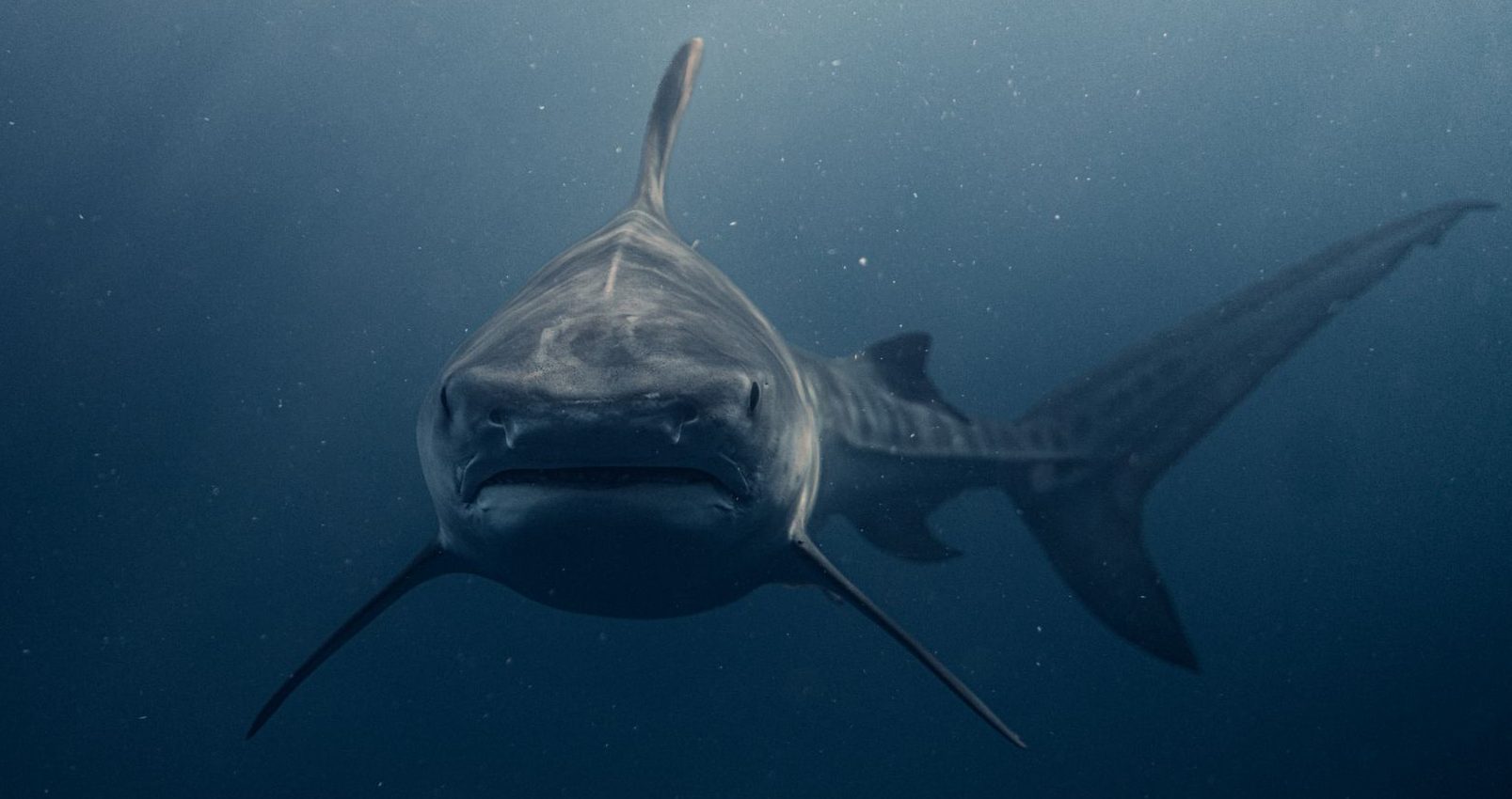 close up of a shark swimming in the ocean